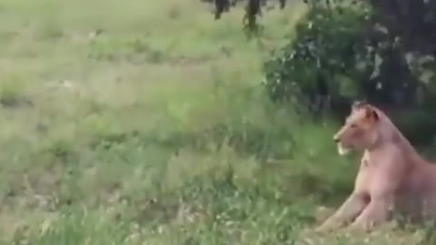 wild boar surprised to meet lion