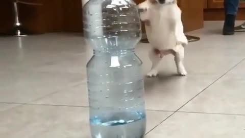 Dog and bottle