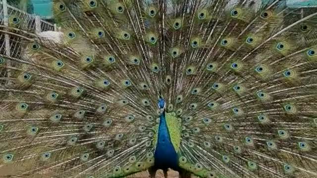 The peacock