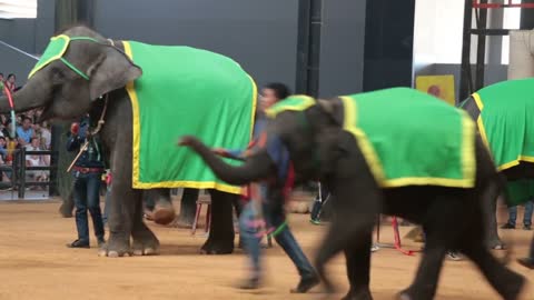 Nong Nooch Tropical Garden, Elephant Farm. Performance elephants