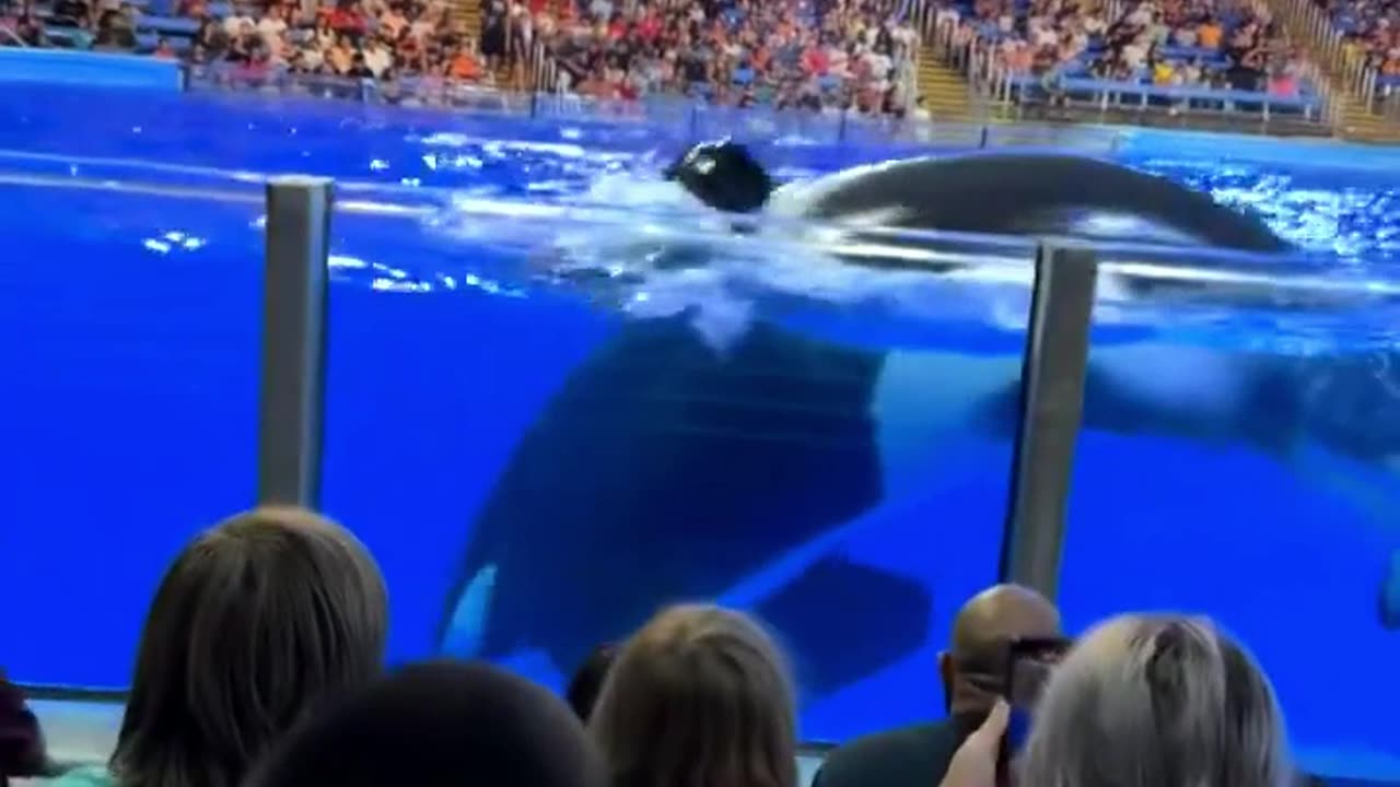 Whale Takes a Shit Then Splashes Audience