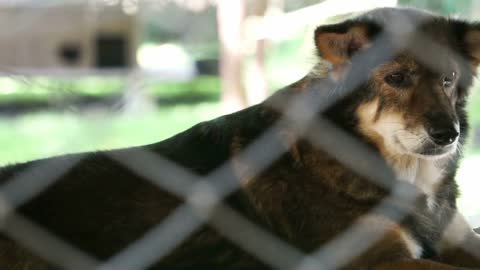 Dogs in shelter behind cage net. Looking and waiting for people to come adopt