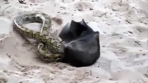 Snake vs Bat fighting