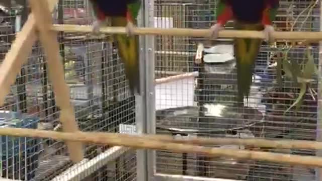 Pair of Parrot Acrobats