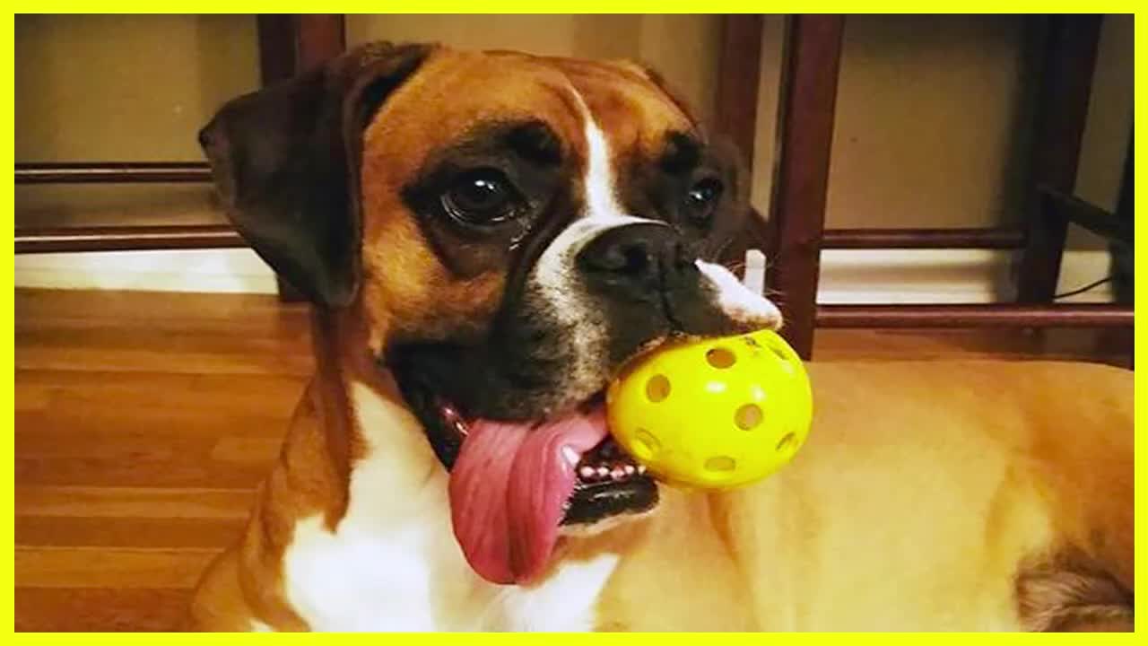 dog You Will Forget All The Sadness When You Watch These FUNNY DOG Videos dogs