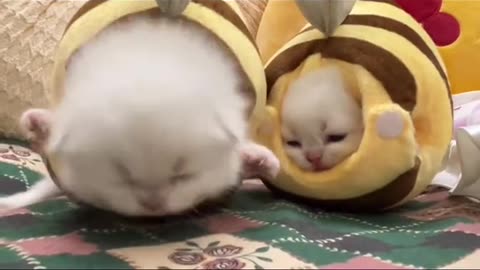 Funny bee cats