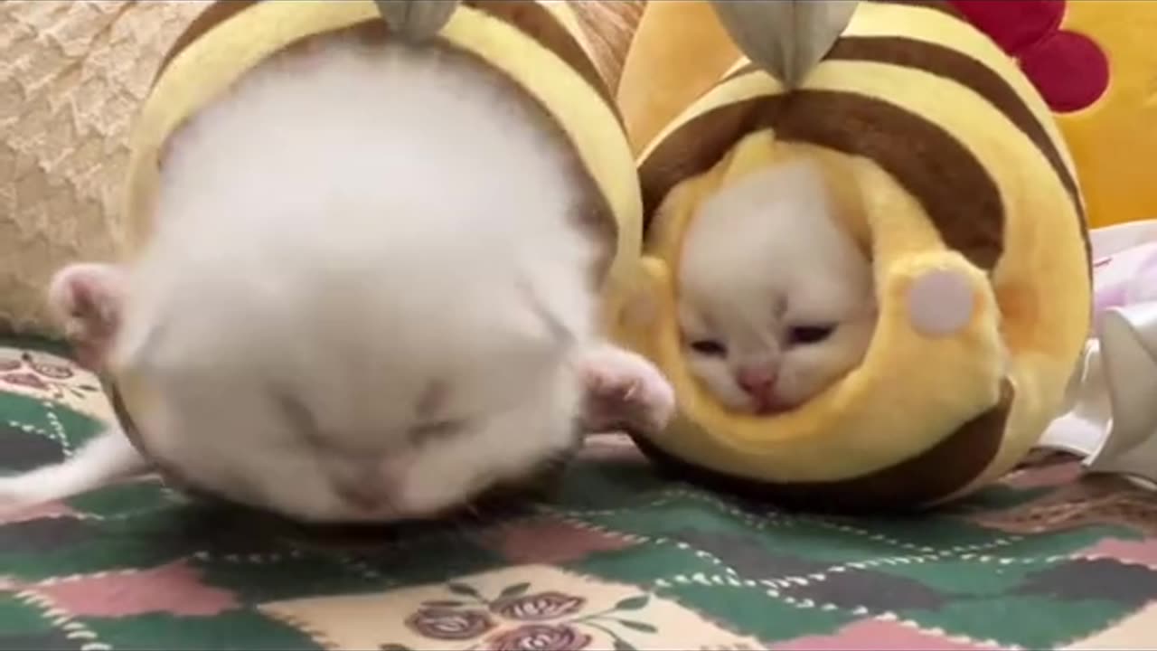 Funny bee cats