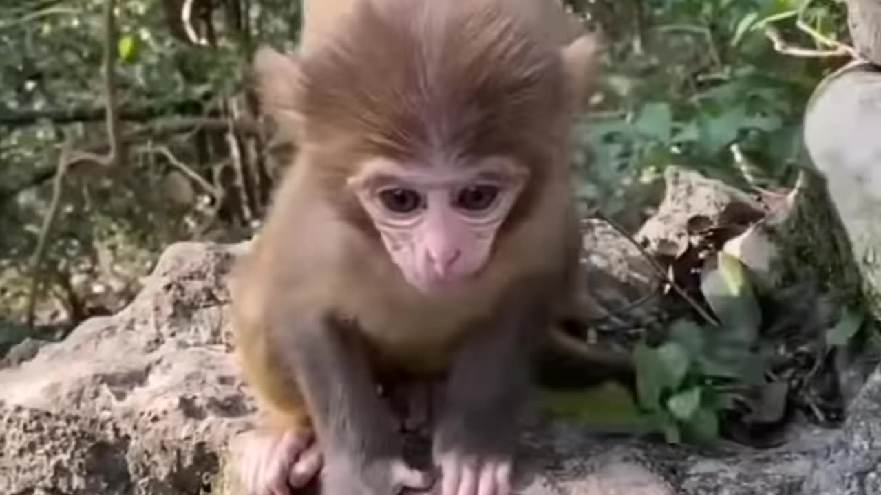 Cute baby monkey 🐒