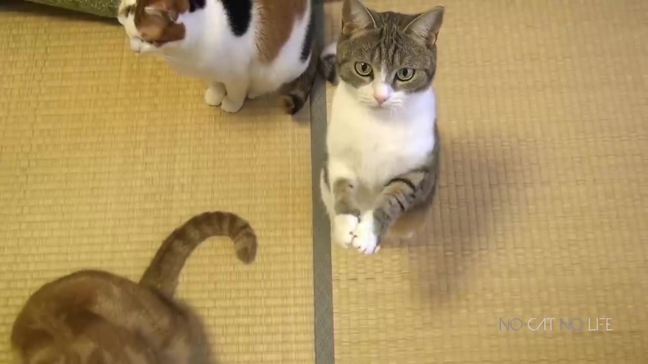 funny cats compilation part 1