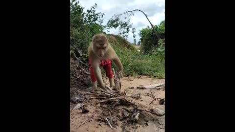 Monkey's Impressive Catch: A Skillful Hunt for a Delicious Meal!