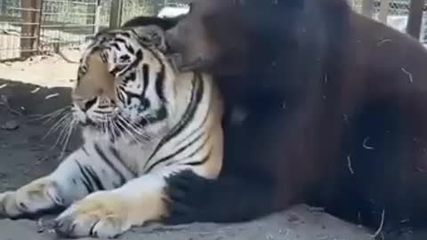 Tiger and bear friend ship