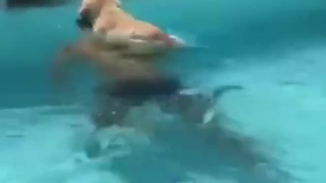 Swimming dog