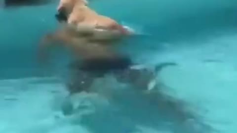 Swimming dog