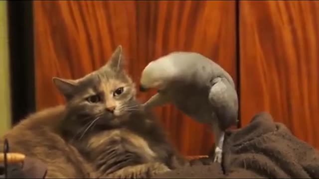 🤣Funny pet's and animals compilation😂 | 2021|