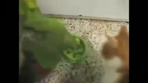 Funny animal video