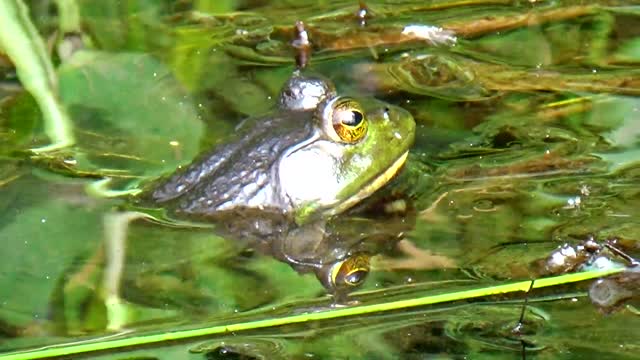 Bullfrog