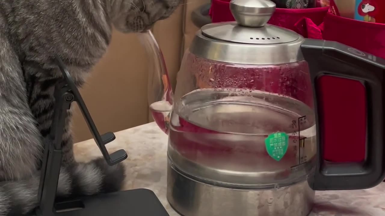 Being funny takes skill—like how cats never drink from the bowl