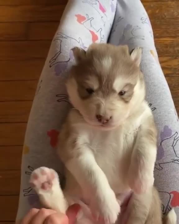Husky Puppies Throws The Cutest Temper Tantrum!