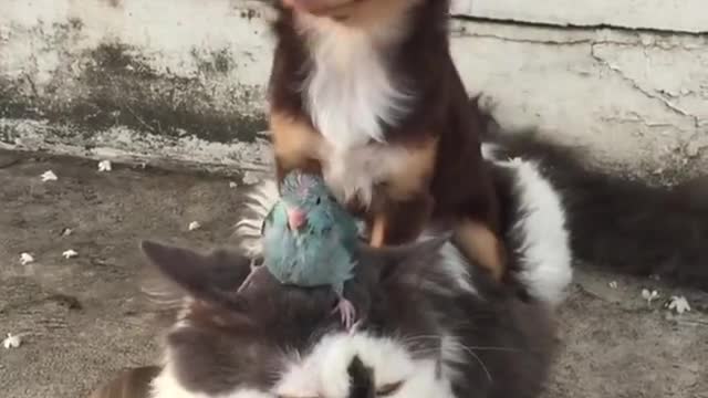 Dog Bird cat