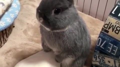 cute little black rabbit