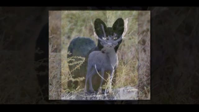 Rare Exotic Animals Curiosity part 1