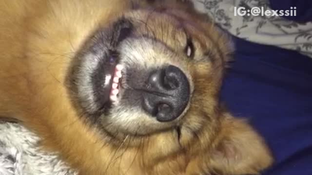 Brown dog smiling in his sleep