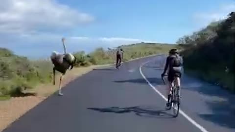 Ostrich chases cyclists africa