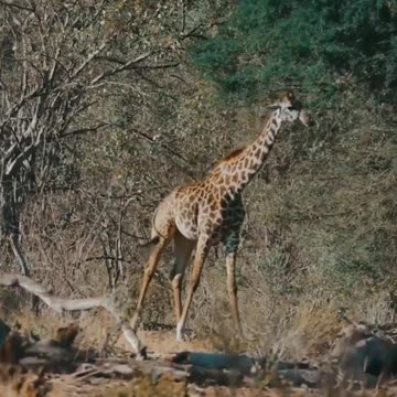 Wild animals sounds, giraffe, koala, zebra, birds, ostrich, fish, #shorts Animal Corner