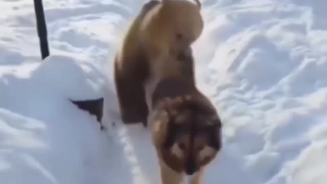 BEAR WANT TO SCAR DOG BUT DOG DON'T CARE