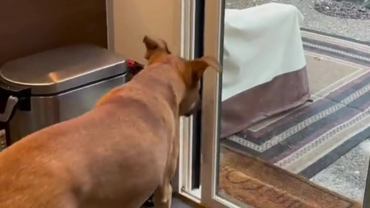 Feline opens entryway for canine