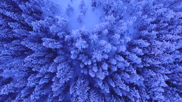 1 Minute Mindfulness - Winter Forest. Relaxing and calming