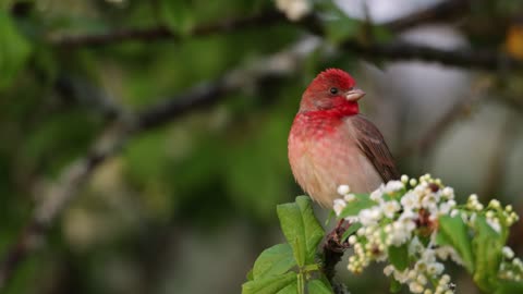 Male Common rosefinch ,