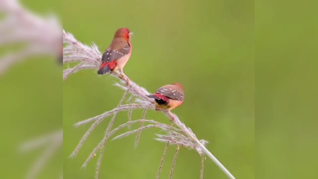 Two beautiful little red flowers and red plum birds dancing on the white reeds