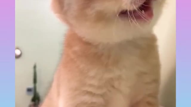 185.06_ Cute and Funny Cat Videos Compilation _#short