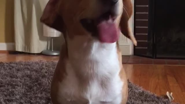 Small brown white dog barks and smiles at owner