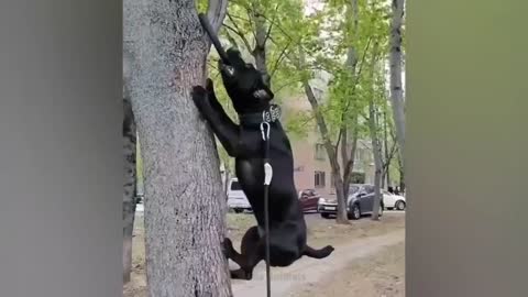 The puppy is practicing climbing trees.