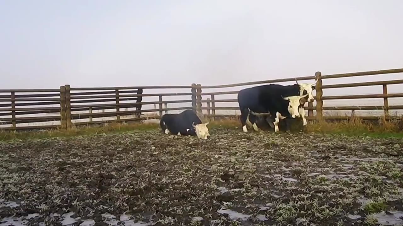 Cattle Kill Shot Compilation