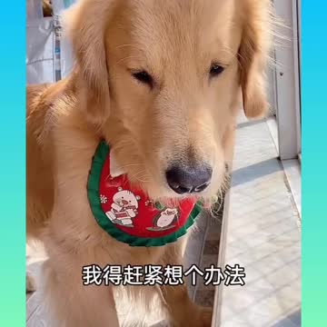 Smart Dog Funny Video 2021