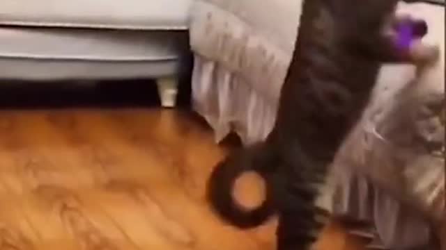 carbon monoxide cats