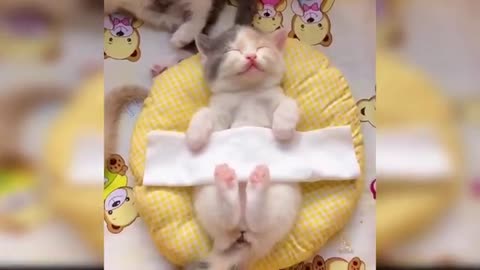 Baby Cats_ Cute and Funny videos Compilation!!