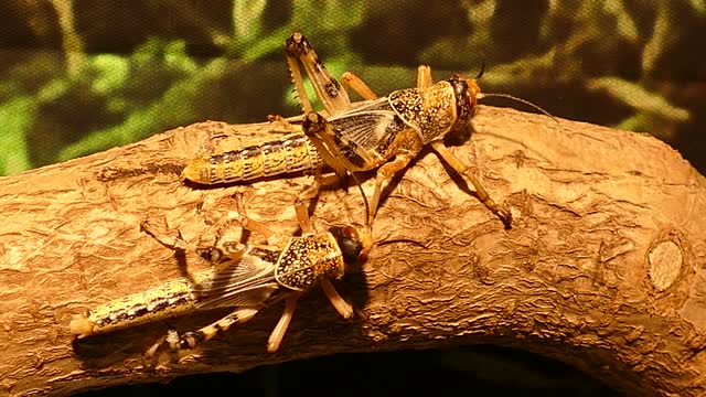 Close up view of two grasshoppers