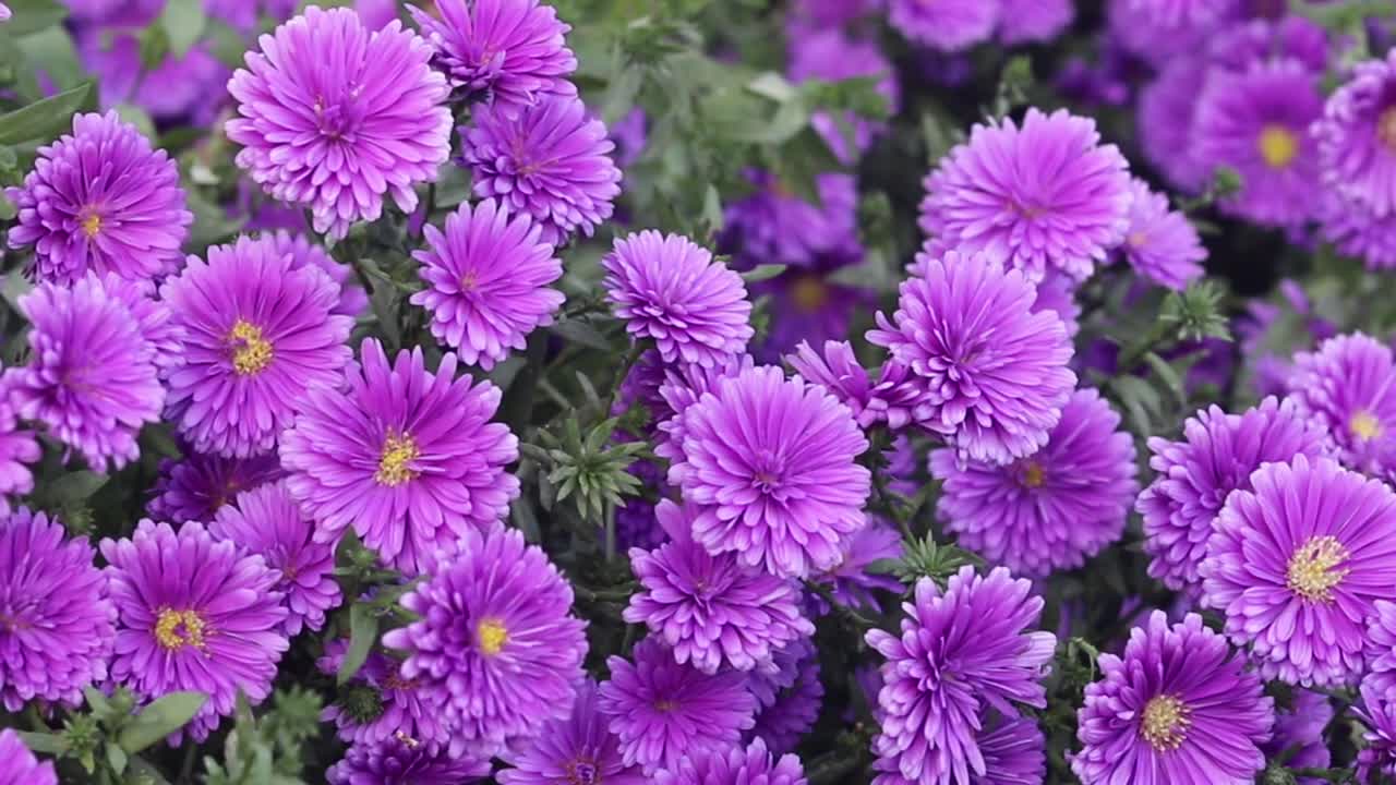 Relaxing music...! Meditation music to relaxing sleep...!