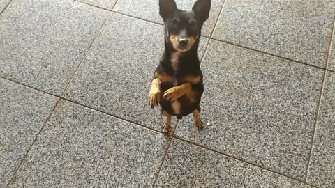 My cute pinscher asking for food on 2 legs