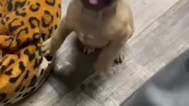 Little dog says Mama