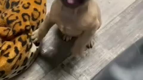 Little dog says Mama