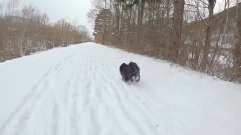 Cute puppy playing in the snow