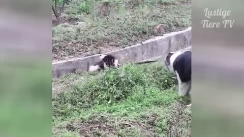 The best funny cat & dog