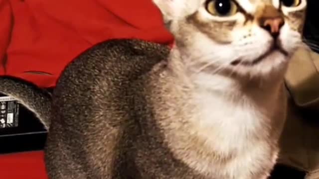 I like cats,