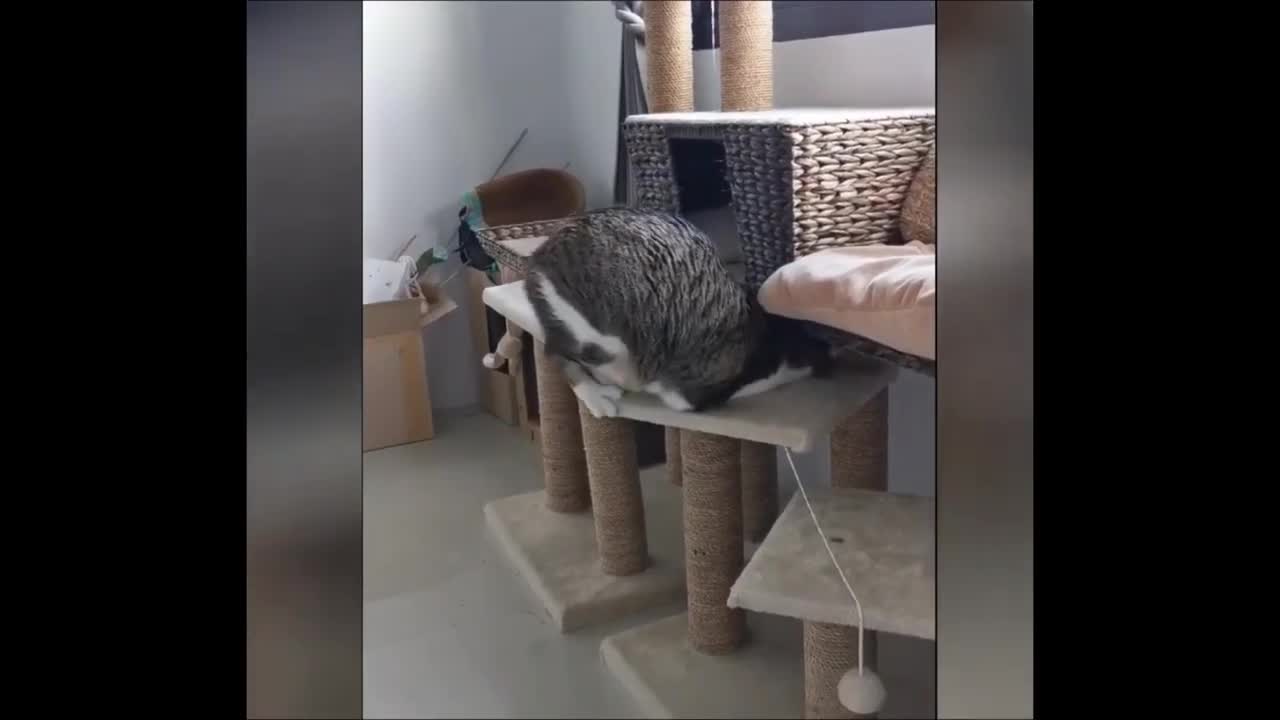 Funny Cats