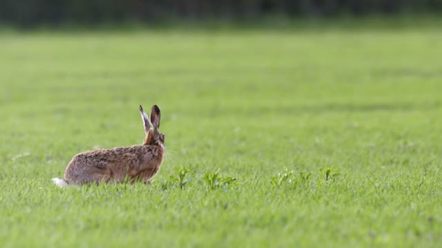 Hare roaming on grassland